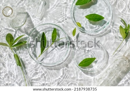 Laboratory glassware, Petri dishes floating on surface of the water on white background. Natural medicine, cosmetic research, bio science, organic skin care products. Top view, flat lay.Dermatology