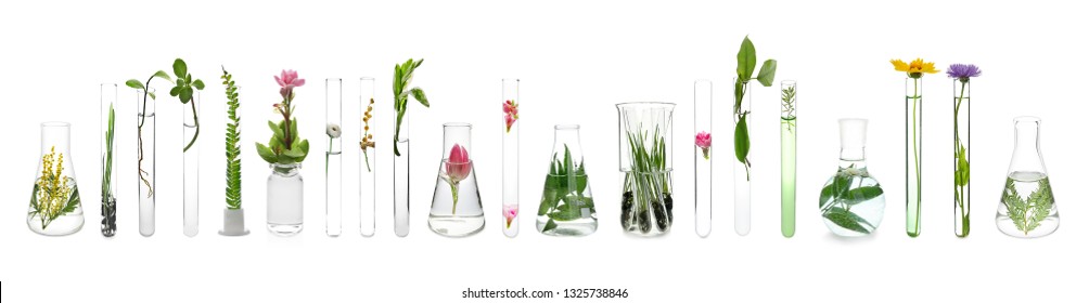 Laboratory glassware with plants on white background