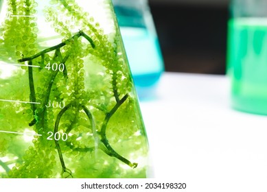 Laboratory Of Green Algae Bio-fuel Energy, Alternative Biotechnology Science Research, Extraction Experiment Technology Of Fuel And Biodiesel Oil, Natural Environment In Sustainable Industry