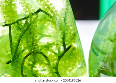 Laboratory Of Green Algae Bio-fuel Energy, Alternative Biotechnology Science Research, Extraction Experiment Technology Of Fuel And Biodiesel Oil, Natural Environment In Sustainable Industry