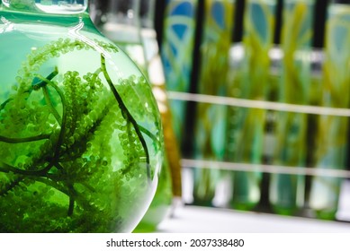 Laboratory Of Green Algae Bio-fuel Energy, Alternative Biotechnology Science Research, Extraction Experiment Technology Of Fuel And Biodiesel Oil, Natural Environment In Sustainable Industry