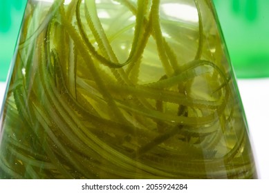 Laboratory Of Green Algae Bio-fuel Energy, Alternative Biotechnology Science Research, Extraction Experiment Technology Of Fuel And Biodiesel Oil, Natural Environment In Sustainable Industry