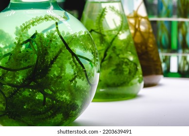 Laboratory Of Green Algae Bio-fuel Energy, Alternative Biotechnology Science Research, Extraction Experiment Technology Of Fuel And Biodiesel Oil, Natural Environment In Sustainable Industry