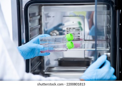 Laboratory Incubator At Cell Culture Laboratory