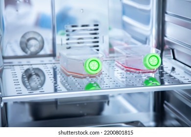 Laboratory Incubator At Cell Culture Laboratory