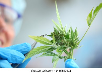 laboratory medical cannabis science pharmacy