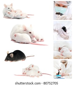 Laboratory Mice; Collage