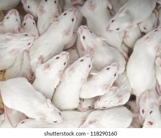 Laboratory mice / Mus musculus