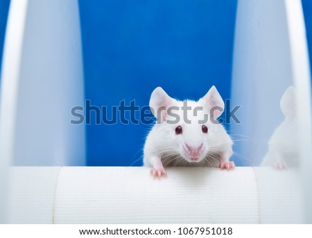 Laboratory Mice are placed on the rotating rod to animal test
