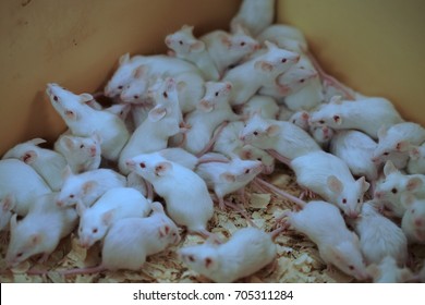 Laboratory Mouse Images, Stock Photos & Vectors 