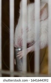 Laboratory mouse (mus musculus) drinking water in its cage. Gran Canaria. Canary Islands. Spain.