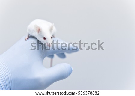 Laboratory mouse on the researcher's hand. Animal test
