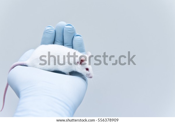 Laboratory\
mouse on the researcher\'s hand. Animal\
test