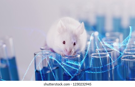Laboratory Mouse With Test Tubes