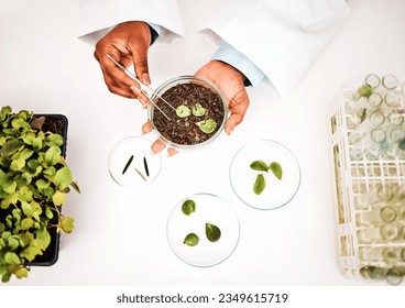 Laboratory, plants and scientist hands with petri dish and agriculture study for food security. Eco research, above and sustainability with leaf growth and ecology test with fertilizer and soil data - Powered by Shutterstock