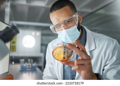 Laboratory Scientist With Covid Virus Petri Dish To Test, Check And Examine For Healthcare, Development Or Medicine Innovation. Research, Analysis And Expert Medical Doctor Study Covid 19 Bacteria
