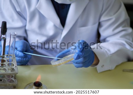  The laboratory scientist makes bacteriological inoculation in a petri dish 