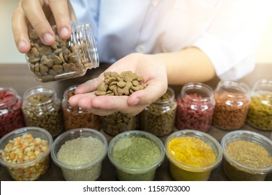 The Laboratory Staff Is Pouring Pet Food Kibble In Hand To Check Quality.  Quality Control Process In Pet Food Industry. Quality Control From Good Raw Materials To Good Quality Products.