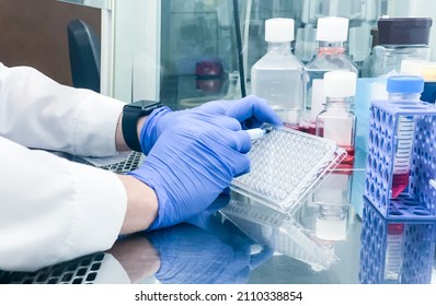 A Laboratory Technician Labelling A Cell Culture Plate Just Before Staring An In Vitro Experiment Aimed To Assess Anticancer Drug Activity Using Human-derived Cancer Cells Of Different Origin.