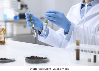 Laboratory testing. Scientist working with plants at white table indoors, closeup