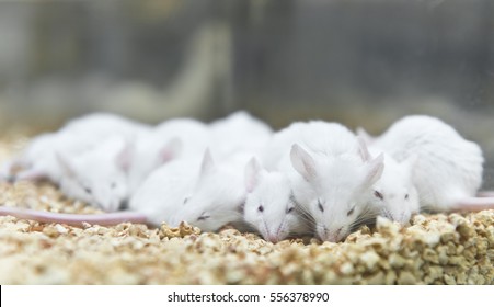 Laboratory white mice were breded in the cage