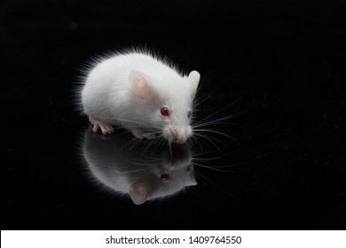 laboratory white mouse isolated on black background
