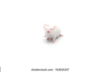 laboratory white mouse isolated on white background