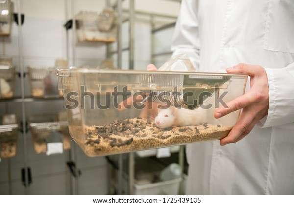 laboratory white rat in a transparent box in\
the hands of a laboratory\
assistant