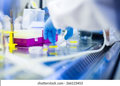 Laboratory work with cells and tissue cultures in lab