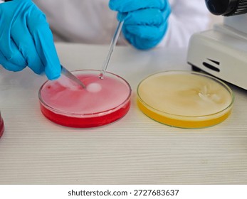 Laboratory work involves transferring samples between petri dishes for scientific research and observation
