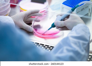 Laboratory work with tissue cultures