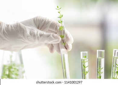 Laboratory worker holding test tube with plant, closeup - Powered by Shutterstock