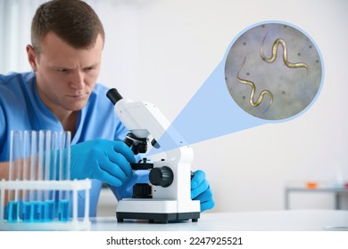Laboratory worker using modern microscope to examine helminths indoors. Zoomed view on parasitic worms