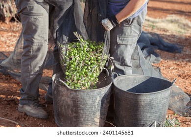 Laborers couple transfers olives from collection net to the harvesting bucket. Table olives harvest season scene - Powered by Shutterstock