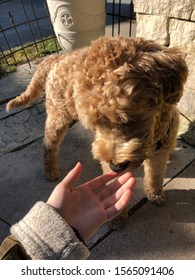 Labradoodle At A Cafe Sniffing A Hand