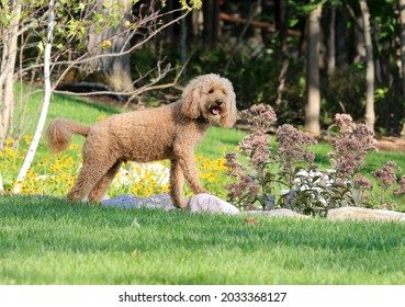 A Labradoodle is a crossbreed dog created by crossing the Labrador Retriever and the Standard, Miniature, or Toy poodle.  They do not shed.