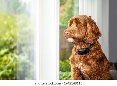 Labradoodle Dog With Bark Collar Active. Cute Large Female Adult Dog Sitting Alone By The Window While Wearing Corrective Remote Training Collar To Reduce Barking At Outside Action. Selective Focus.