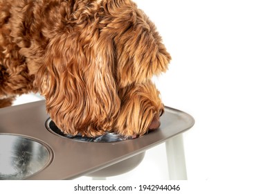 Labradoodle Dog Drinking From A Feeding Station, Close Up. Large Orange Fluffy Female Dog With Head In The Drinking Bowl Filled With Water. Tongue Visible. Isolated On White. Selective Focus.