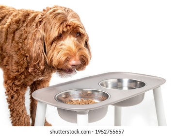 Labradoodle Dog Eating From A Feeding Station. Large Orange Fluffy Female Dog With Head Over Food Bowl Filled With Kibbles. Mouth Is Open While Chewing. Isolated On White. Selective Focus.