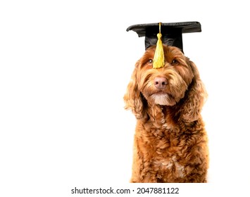 Labradoodle dog with graduation hat and yellow tassel in front of eyes. Pet concept for celebrating graduation, training class, academic certifications or diplomas. Selective focus. Isolated on white.