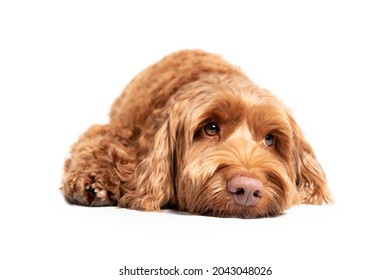 Labradoodle dog lying on the ground with sad or sleepy expression. Cute fluffy female dog with pink nose and adorable eyebrows, looking up. Selective focus on nose. Isolated on white.