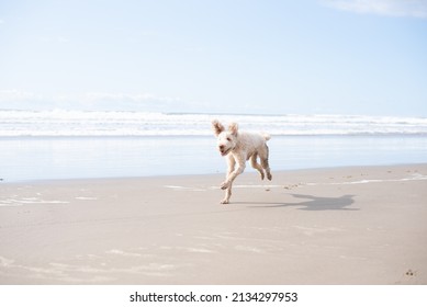 Labradoodle Dog Running On The Beach At The Oregon Coast