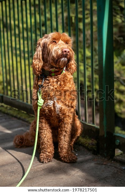 Labradoodle dog sitting in the sun, while looking\
at something. Medium sized curly apricot female dog with is\
patiently waiting to proceed the walk in the park. Dog with rope\
leash. Selective\
focus.