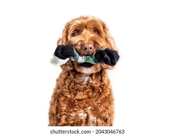 Labradoodle Dog With Sock In Mouth, While Looking At Camera. Partial Front View Of Cute Fluffy Female Dog. Concept For Why Dogs Eat, Chew Or Steal Socks. Selective Focus On Snout. Isolated On White.