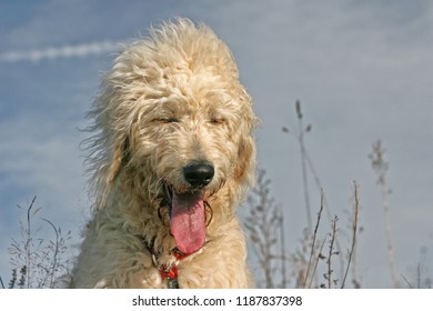 Labradoodle with eyes closed, tongue out