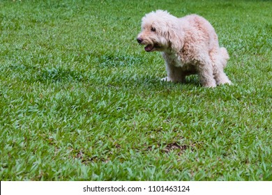 Labradoodle Mix Dog Pooping Shitting Potty At Park 