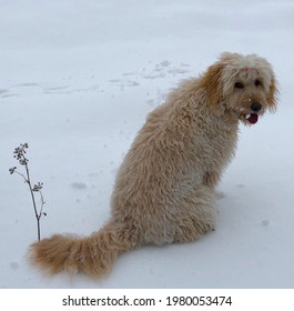 Labradoodle On A Snow Field