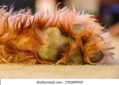 Labradoodle Paw Resting On Beige Carpet