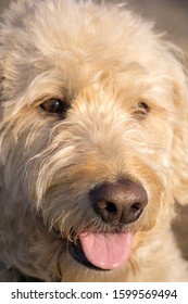 Labradoodle Portrait Outside In The Sun