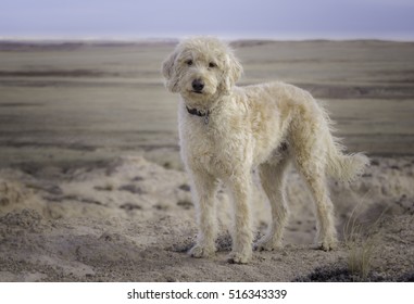 Labradoodle Posing Near Pawnee Butte In The Grasslands Of Northern Colorado.